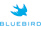 Bluebird